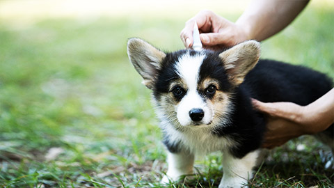 Close up woman applying tick and flea prevention treatment and medicine to her corgi dog or pet