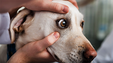 Close-up of a veterinarian checking dog's eye