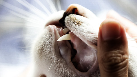 a cat's mouth being examined