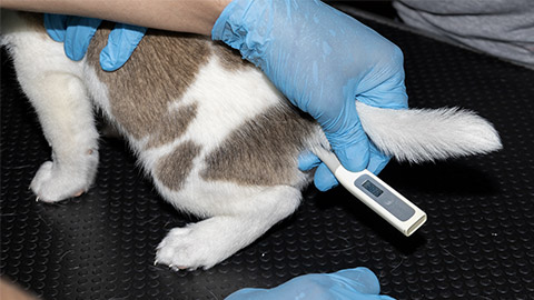 A Veterinarian checks the rectal tempreture of a 6 week old Beagle Puppy before giving the first vaccination