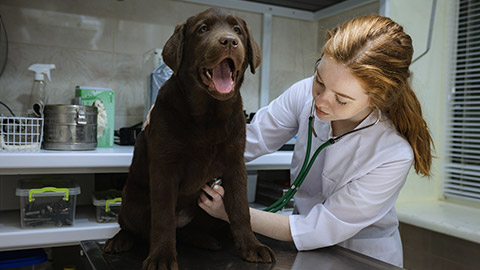 veterinary examining a dog,