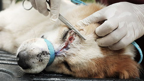 close up of veterinarian or doctor with scalpel doing surgery in the clinic