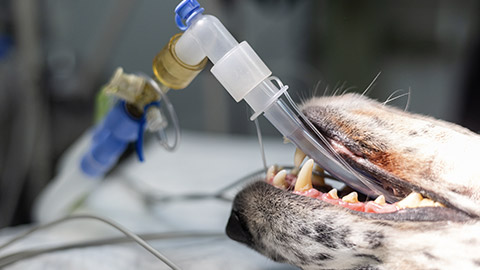 Canine on surgery table in anesthesia.