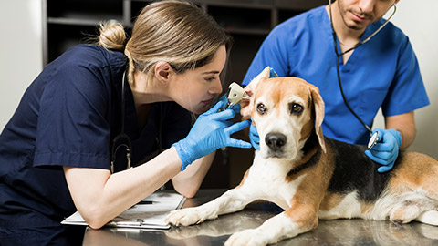 Female vet using an otoscope to examine the ear of a beautiful beagle dog