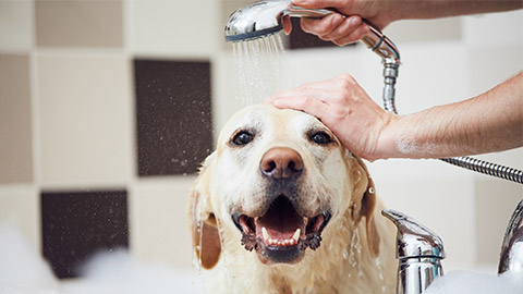 Showering of happy labrador retriever at home.