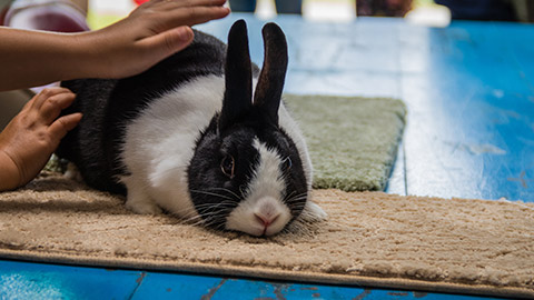 A person patting a rabbit