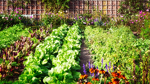 A vegetable garden