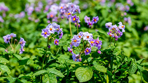 Some flowering plants