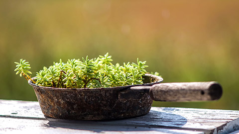 plants in a pot