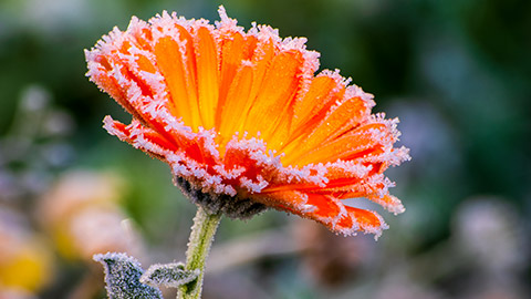 A flower covered in frost