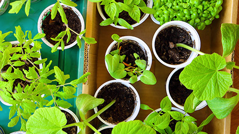 small plant containers