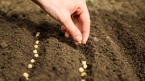 A person planting seeds