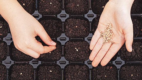 A top down view of a person planting seeds