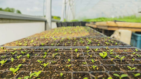 seeding trays