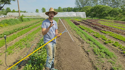 transplanting