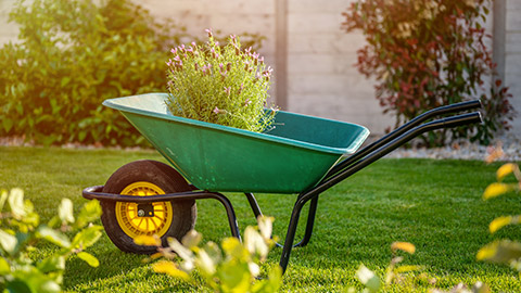 A wheelbarrow holding plants in a backyard