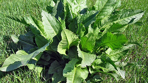 A big leafy weed on a lawn