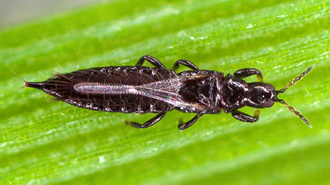 An aphid on a leaf