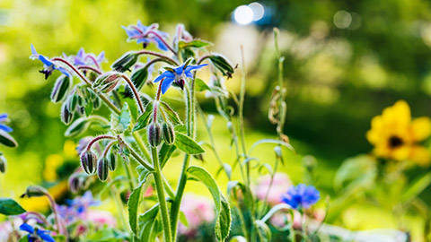 A close view of weeds