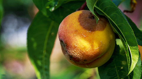 A rotten peach on a tree