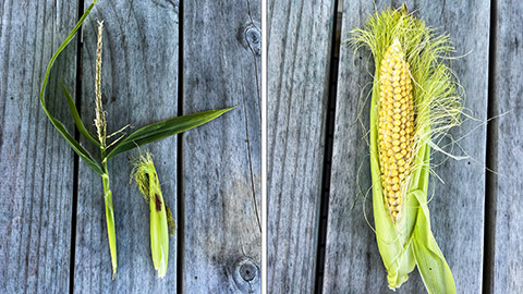 corn comparison