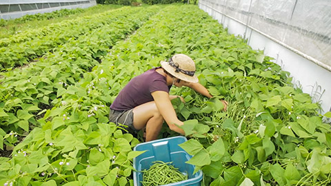 Person in a garden picking beans