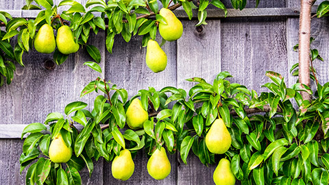 pears on a tree