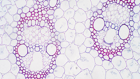 Vascular tissue monocot plant