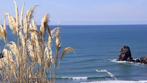 Pampas grass