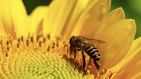 Bees feeding on sunflower