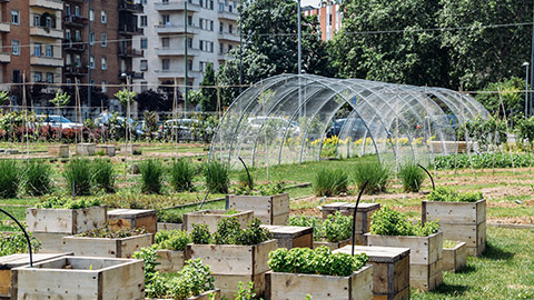 Urban farming