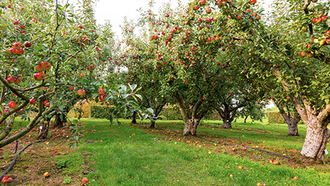 Orchard of apple