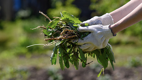 Hand holding pulled weeds