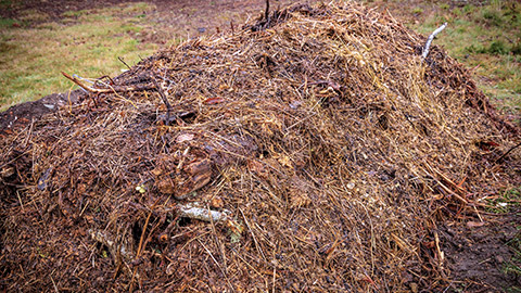 compost bed