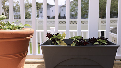 Plant box on patio