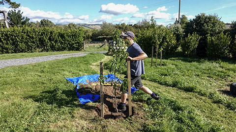 preparation for tree planting - backfill