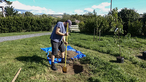 preparation for tree planting - hole depth