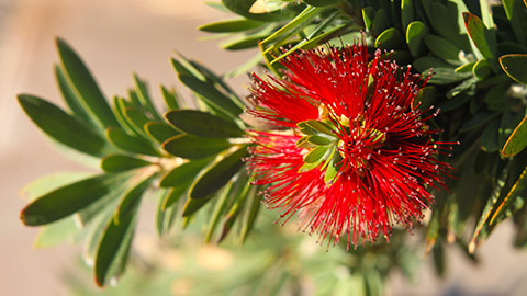 A hibiscus flower