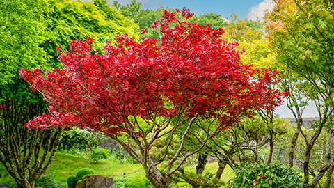 An acer rubrum