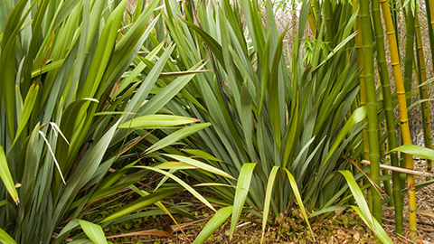 A bunch of tall grass and bamboo