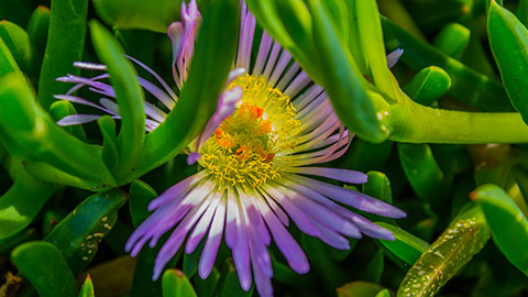 A close view of a purple flower