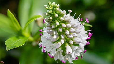 A hebe spaciosa flower