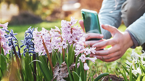 A person taking pictures of flowers