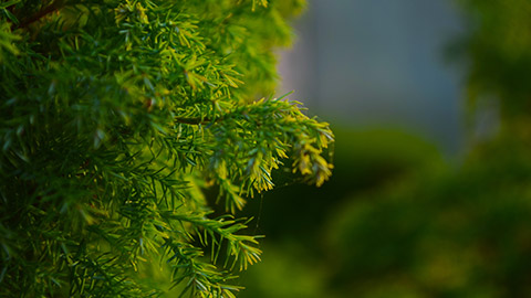 A close view of a tree