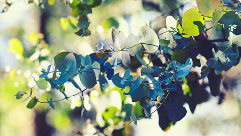 A eucalyptus tree branch