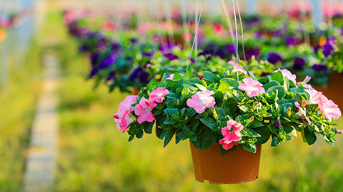 A plant in a hanging basket