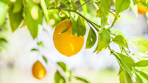 A lemon hanging on a tree