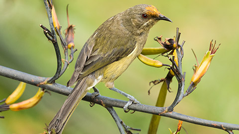 Bellbird honeyeater