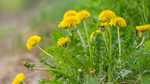 Little yellow weeds