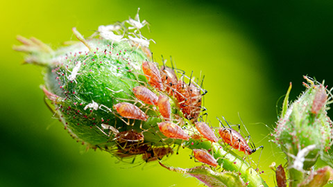 Aphids on a leaf